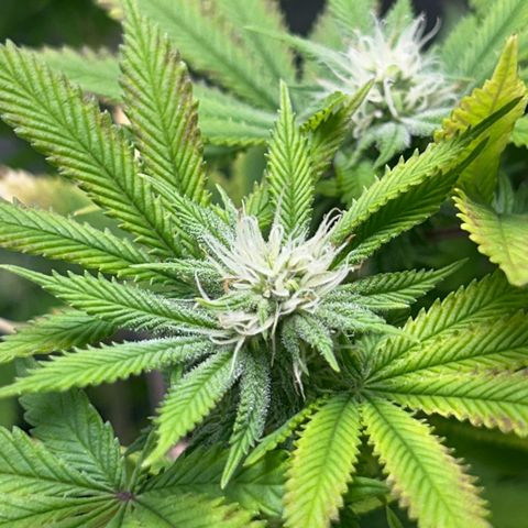 Myrtle growlog timeline photo