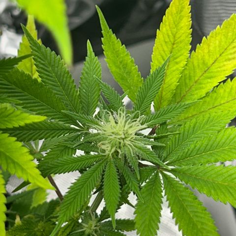 Myrtle growlog timeline photo