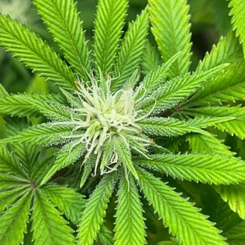 Myrtle growlog timeline photo