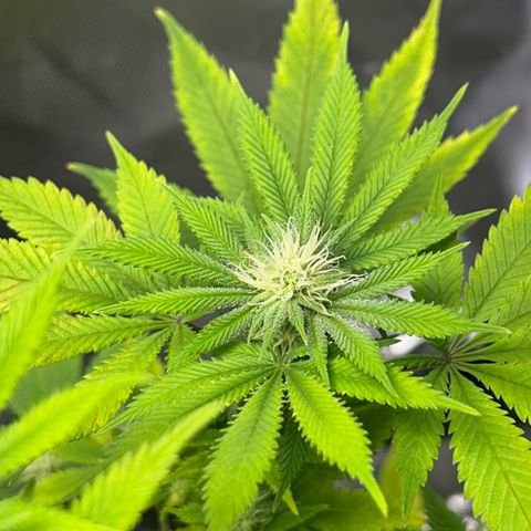 Myrtle growlog timeline photo