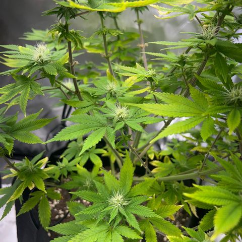 Myrtle growlog timeline photo