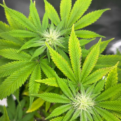 Myrtle growlog timeline photo
