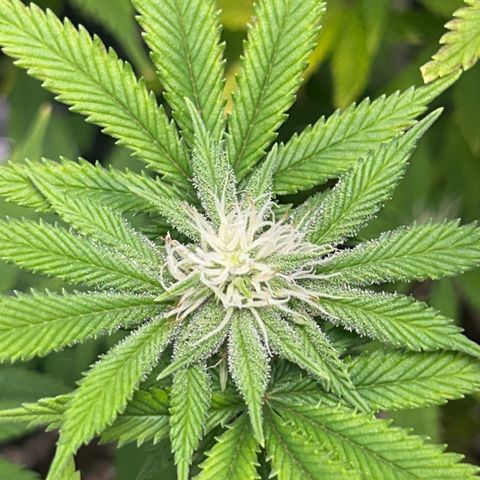 Myrtle growlog timeline photo