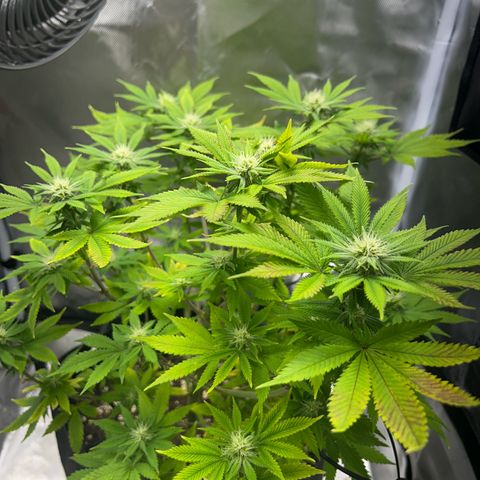 Myrtle growlog timeline photo