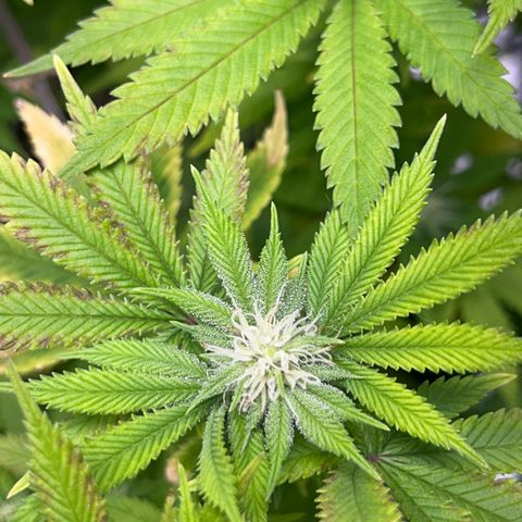 Myrtle growlog timeline photo