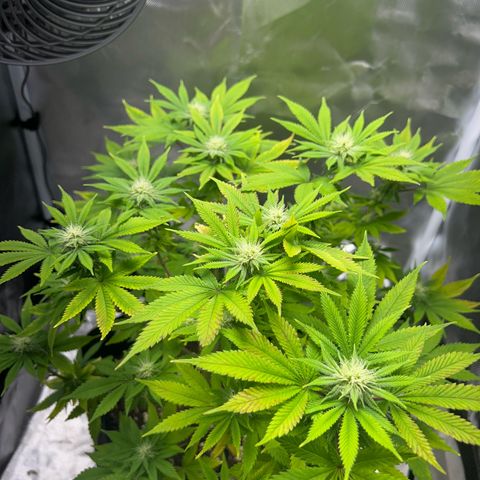 Myrtle growlog timeline photo