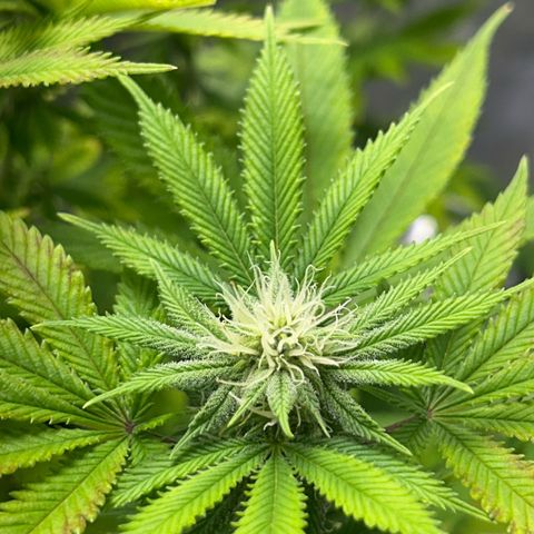Myrtle growlog timeline photo