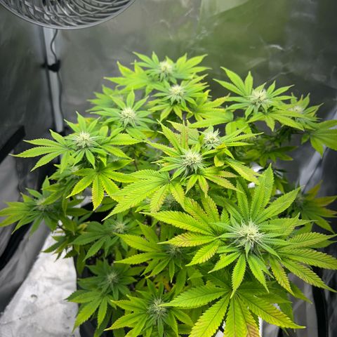 Myrtle growlog timeline photo
