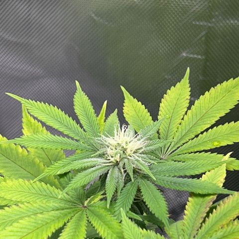 Myrtle growlog timeline photo