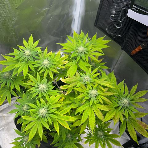 Myrtle growlog timeline photo
