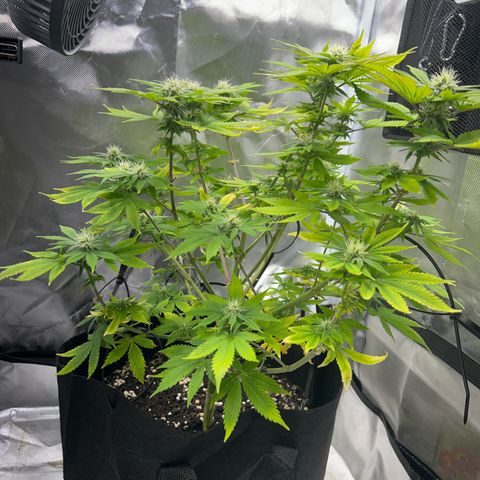 Myrtle growlog timeline photo