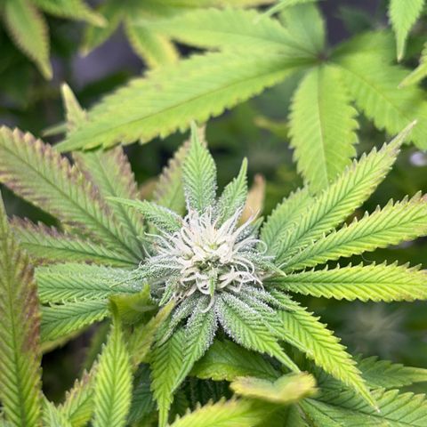 Myrtle growlog timeline photo