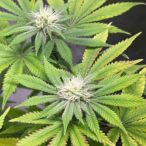 Myrtle growlog timeline photo