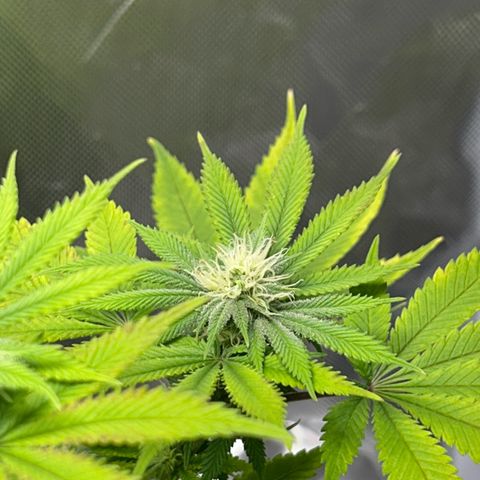 Myrtle growlog timeline photo