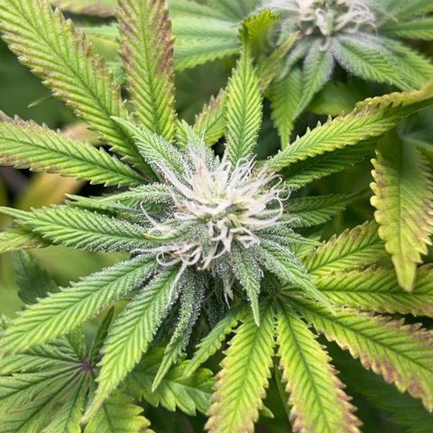 Myrtle growlog timeline photo
