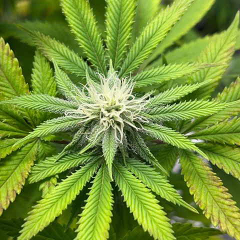 Myrtle growlog timeline photo