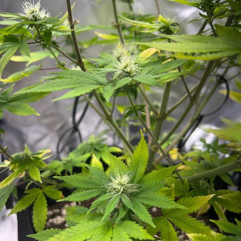 Myrtle growlog timeline photo