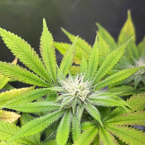 Myrtle growlog timeline photo