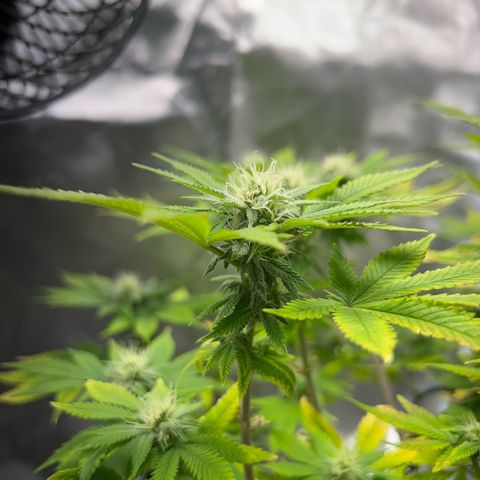 Myrtle growlog timeline photo