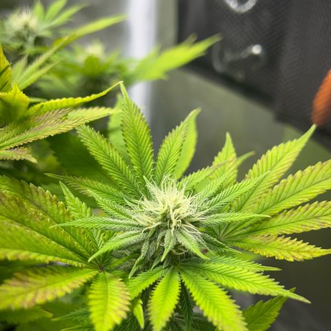 Myrtle growlog timeline photo