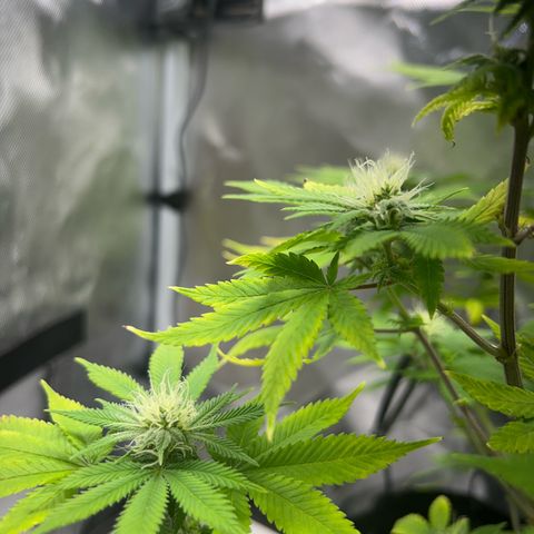 Myrtle growlog timeline photo
