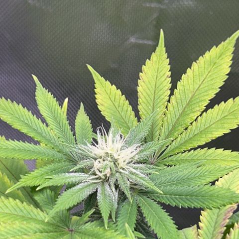 Myrtle growlog timeline photo