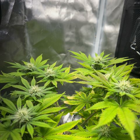 Myrtle growlog timeline photo