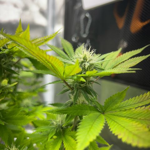 Myrtle growlog timeline photo