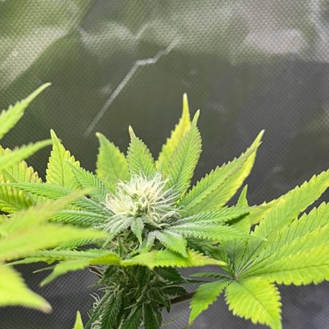 Myrtle growlog timeline photo