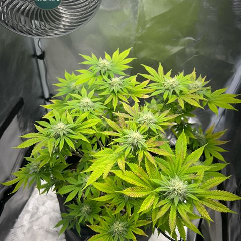 Myrtle growlog timeline photo
