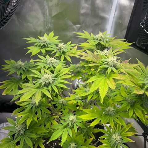 Myrtle growlog timeline photo