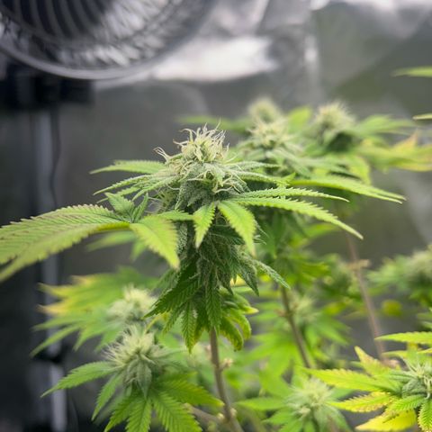 Myrtle growlog timeline photo