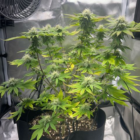 Myrtle growlog timeline photo