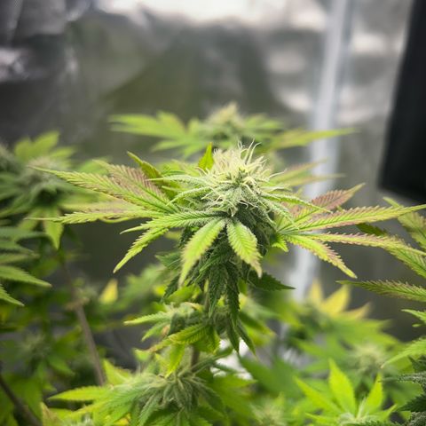 Myrtle growlog timeline photo