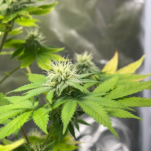 Myrtle growlog timeline photo