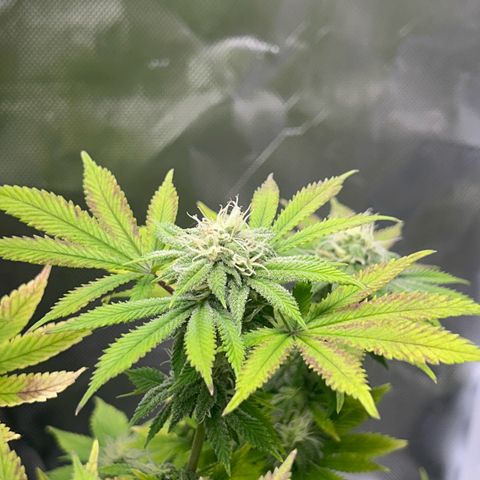 Myrtle growlog timeline photo