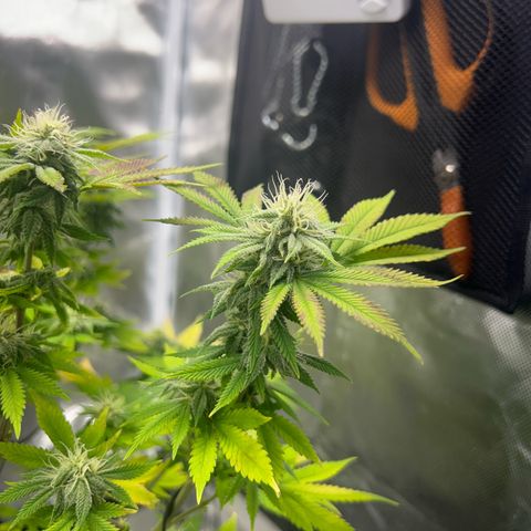 Myrtle growlog timeline photo