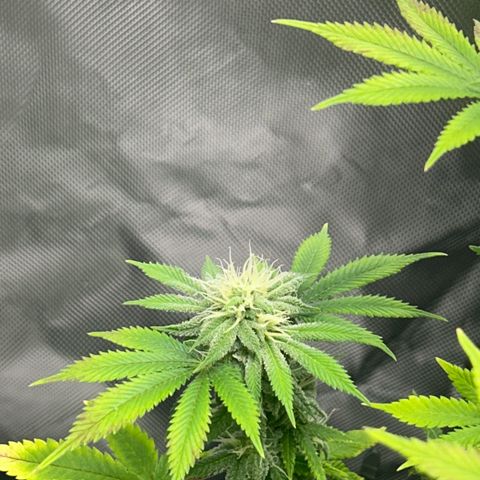 Myrtle growlog timeline photo