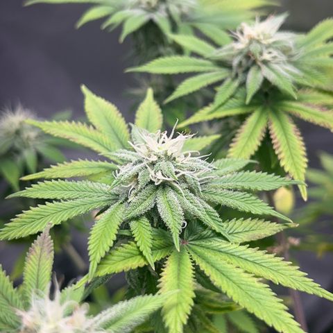 Myrtle growlog timeline photo