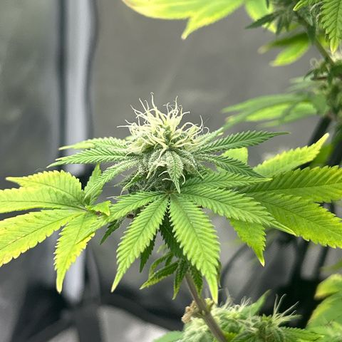 Myrtle growlog timeline photo