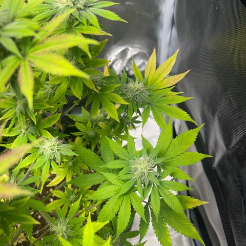 Myrtle growlog timeline photo