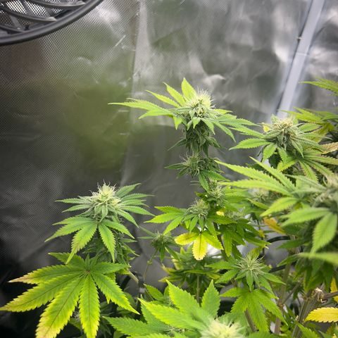 Myrtle growlog timeline photo