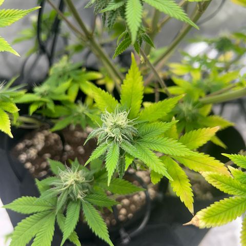 Myrtle growlog timeline photo