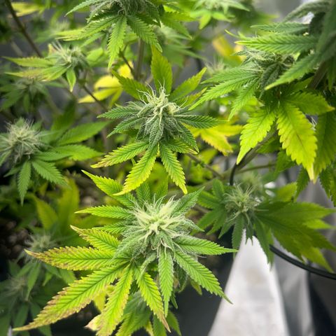 Myrtle growlog timeline photo