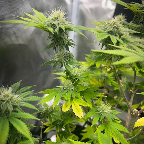 Myrtle growlog timeline photo
