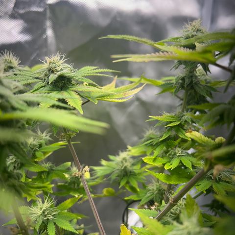 Myrtle growlog timeline photo