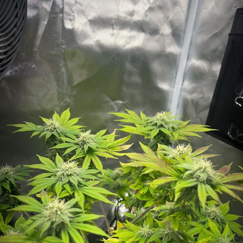 Myrtle growlog timeline photo