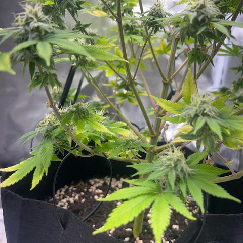 Myrtle growlog timeline photo