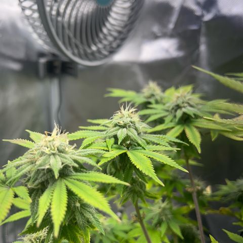 Myrtle growlog timeline photo