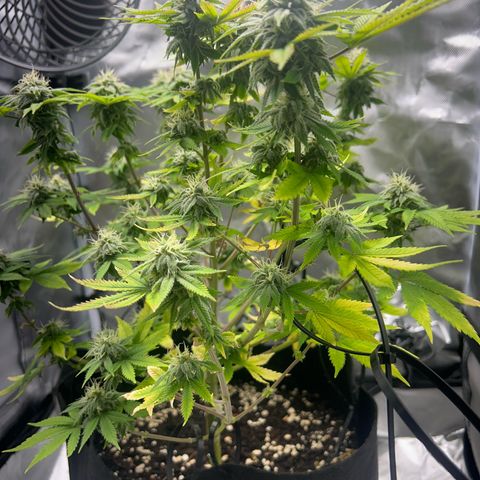 Myrtle growlog timeline photo